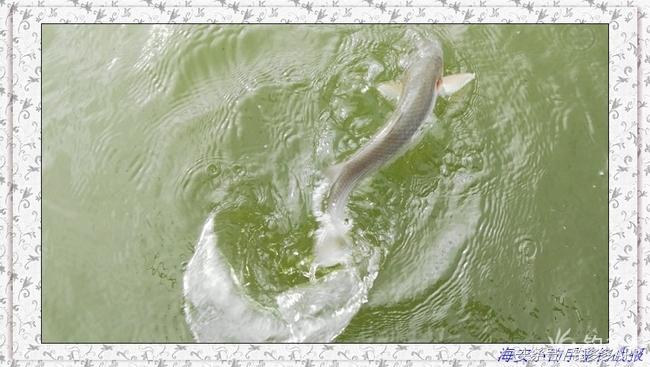 一年四季都可以钓的鱼种,一年四季可钓的鱼种