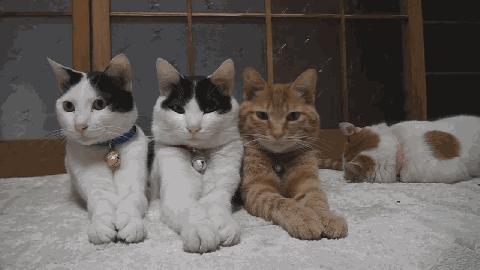 安瓶排名榜第一,十大品牌安瓶哪个牌子好