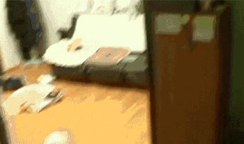 贵宾后腿发抖是怎么回事,贵宾如何训练直立行走