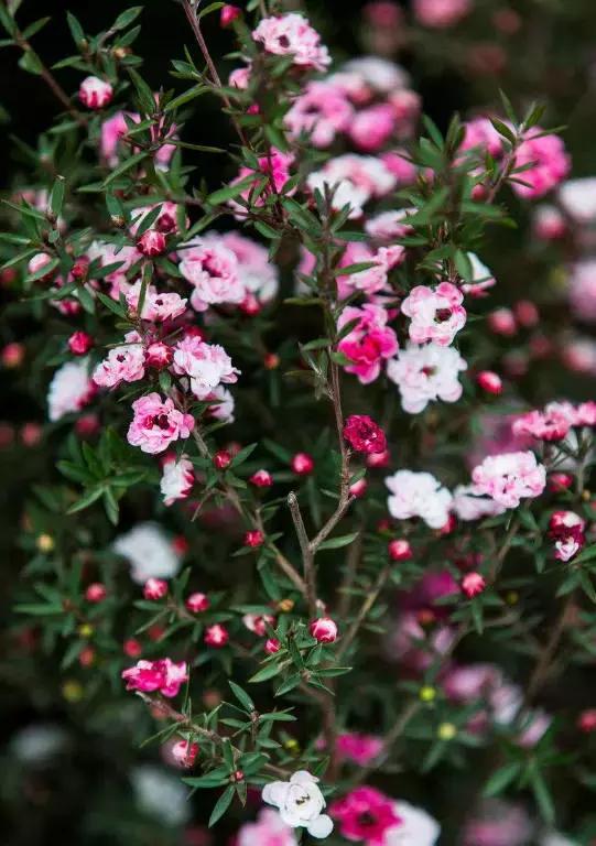 清新雅致的松叶牡丹,叶似榆树花如梅花
