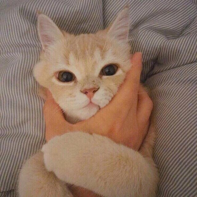 猫咪有眼屎不精神怎么回事,猫咪有眼屎泪痕不擦的话会怎么办