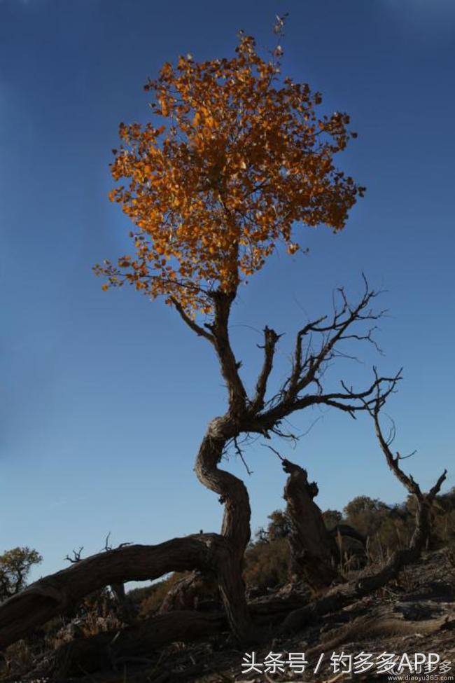 冬钓封竿,冬钓鲫鱼爆护