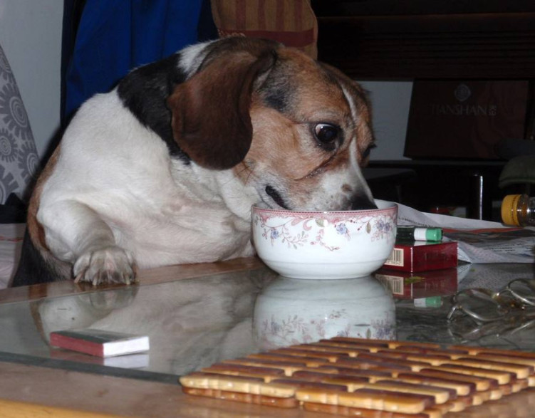 大金毛偷吃蜡瓶糖,大金毛偷吃辣椒