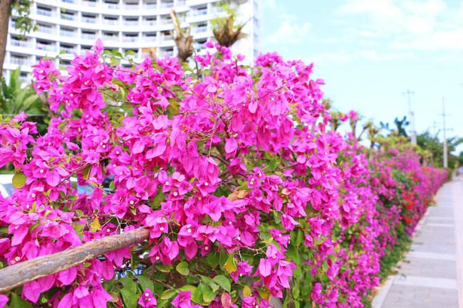 三亚市最美的景色拍摄,拍摄美丽三亚