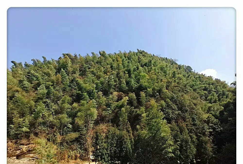 高山生态养殖石蛙,石蛙养殖海拔