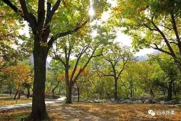 双十二优选好物,怀柔土特产有哪些值得买