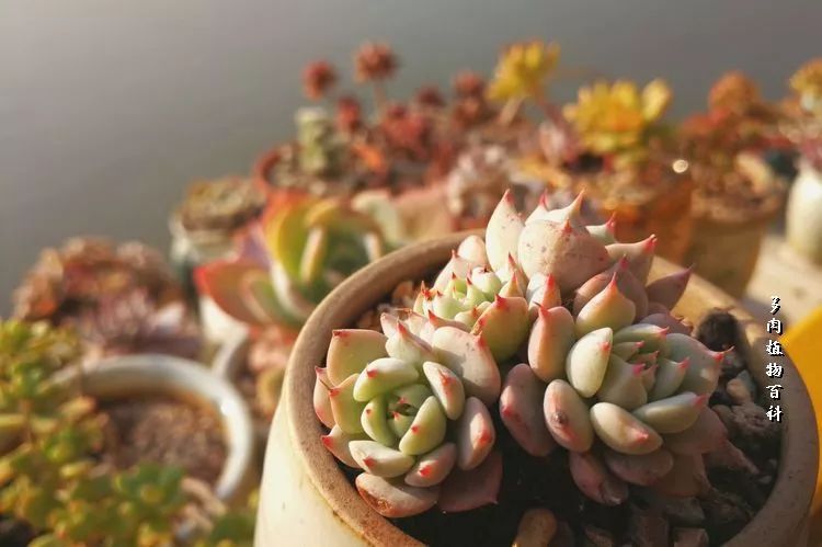 与多肉作伴,与多肉相伴的视频