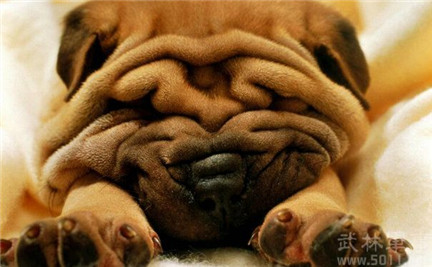 沙皮狗狗的喂养方法视频,沙皮狗小狗狗注意什么