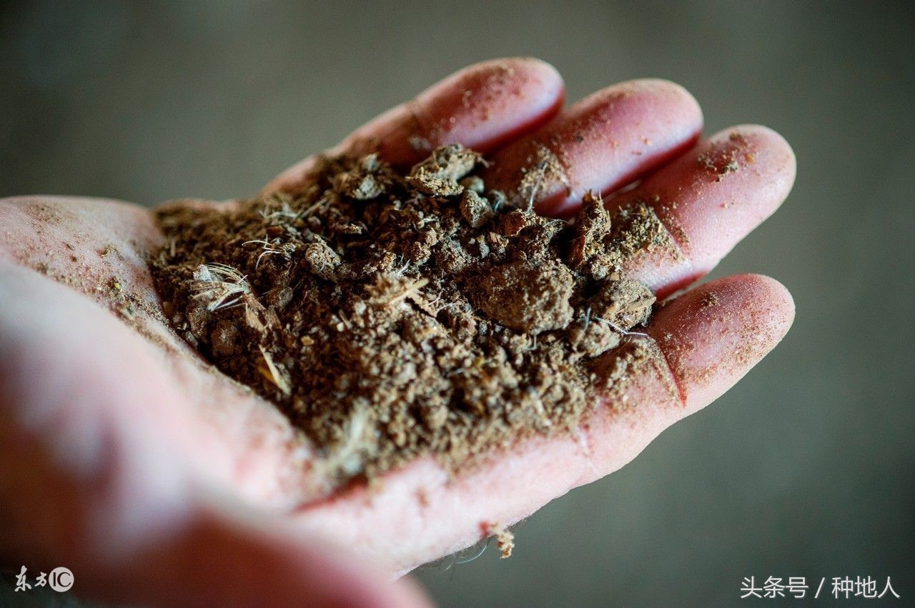 鸡粪怎样发酵成有机肥EM堆肥剂,鸡粪厌氧发酵有机肥技术