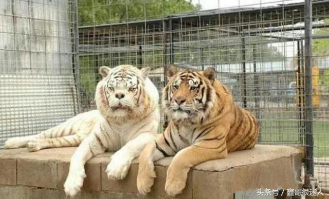 国外ktv都是中国人开的吗,国外的ktv风格