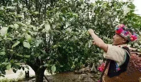 多彩的西双版纳,多彩云南版纳