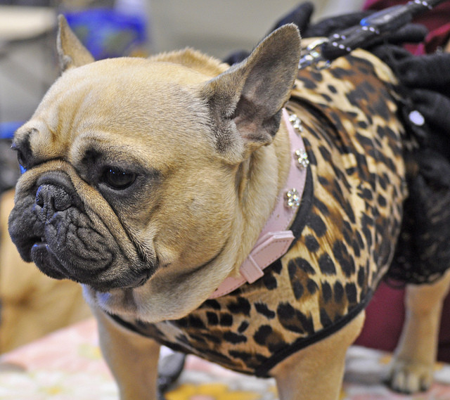 法国斗牛犬是什么犬种,犬种百科之比熊