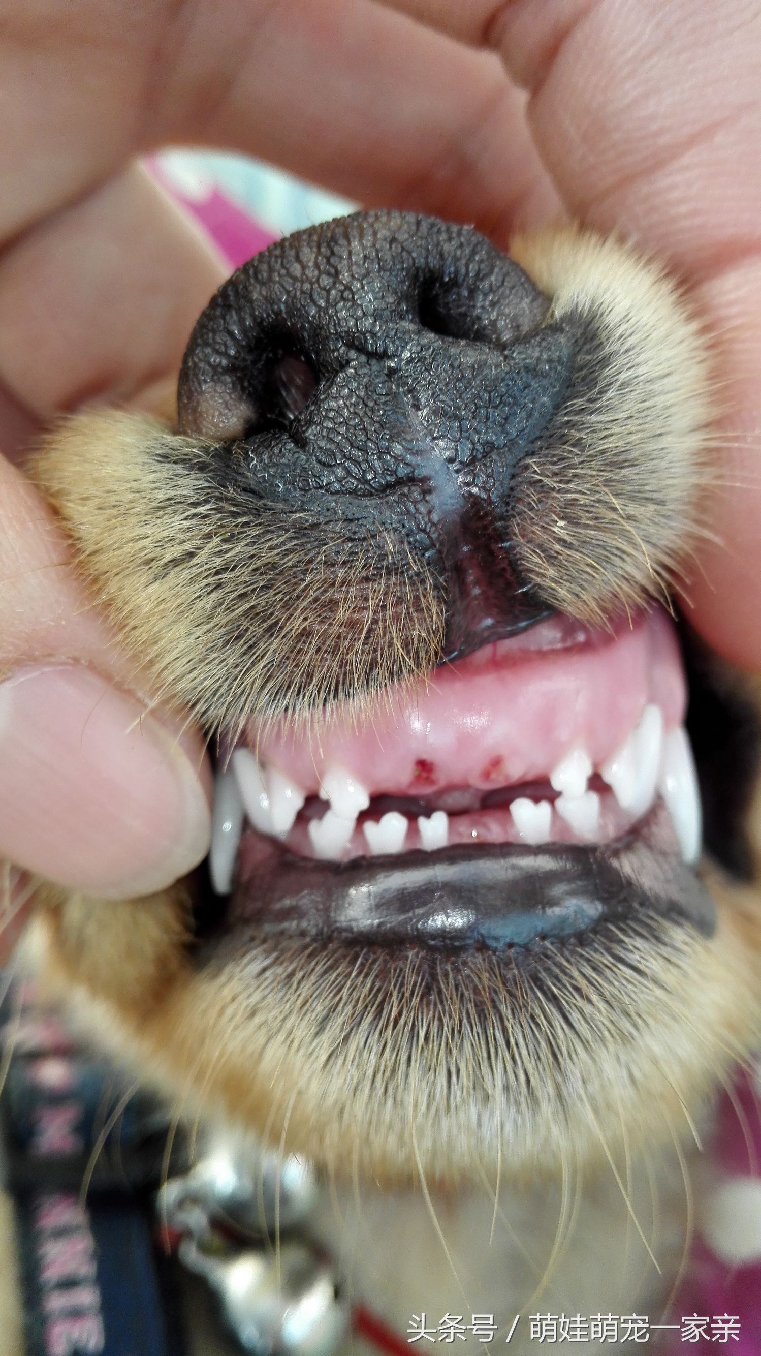 狗狗换牙是从门牙开始的吗,五个月狗狗门牙掉了是在换牙吗