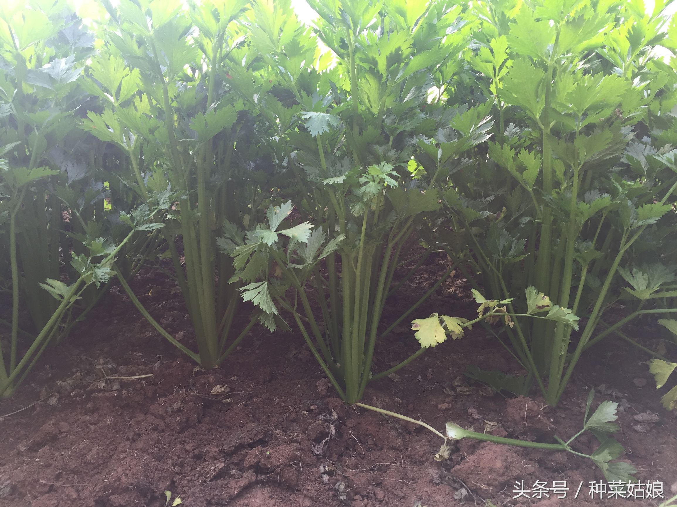 芹菜怎么种深出苗快,种植芹菜出苗后长得慢怎么办