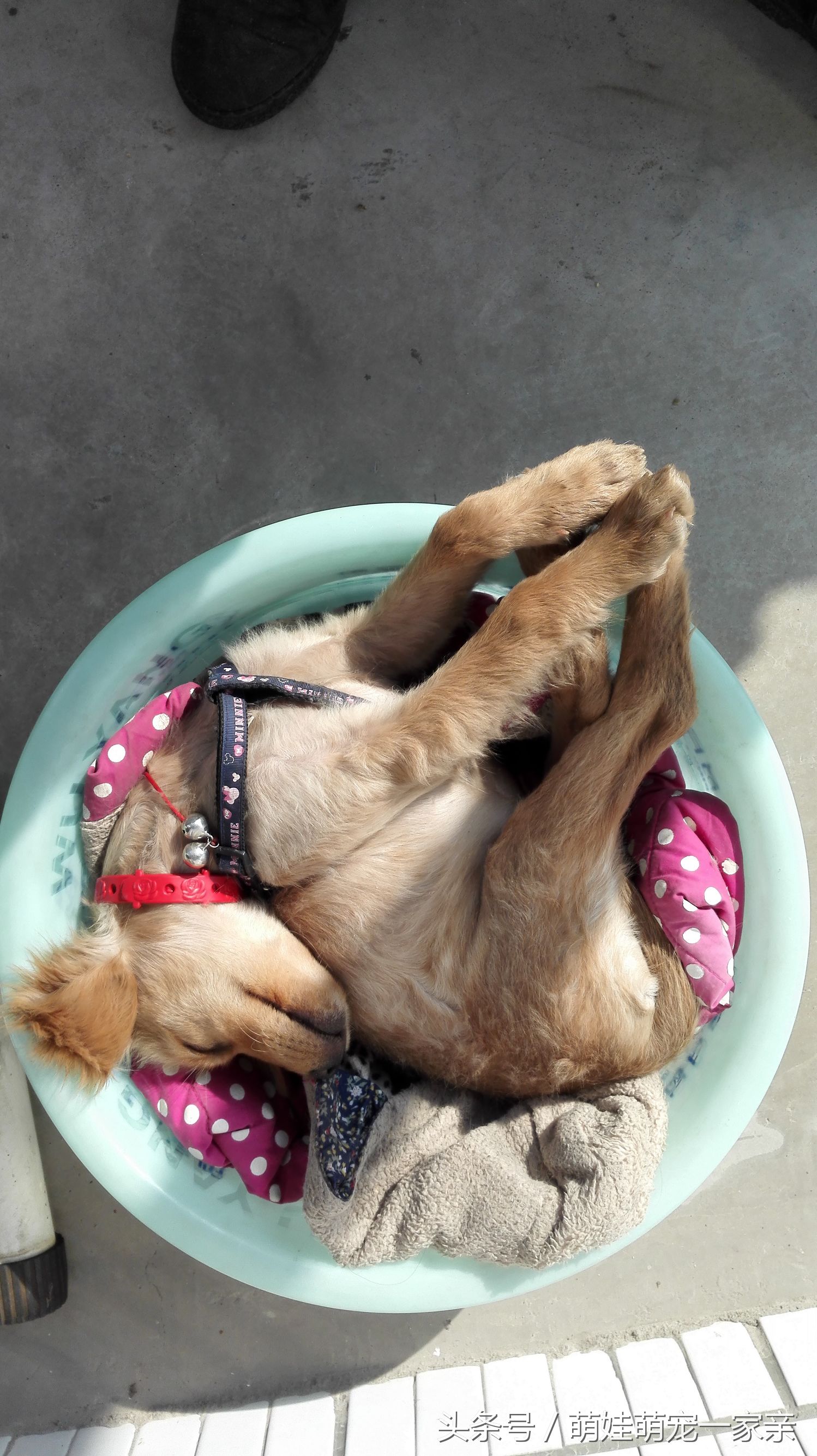 狗狗换牙是从门牙开始的吗,五个月狗狗门牙掉了是在换牙吗