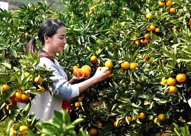 武汉市东西湖区柑橘采摘园,武汉采摘园橘子