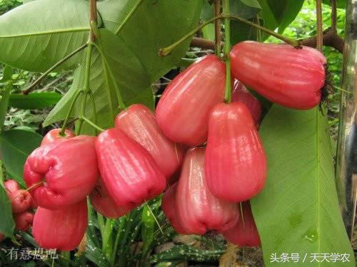 世界出名的十种稀奇水果,世界十大奇异生物你见过几种