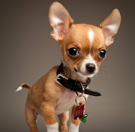 狗狗智商排名介绍,狗狗智商排行列表