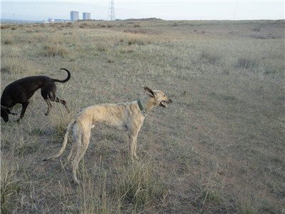 八个月大的格力犬值多少钱,想买格力犬去哪里买