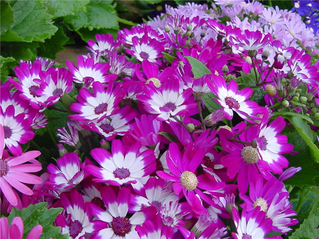 农村常见的100种植物,100种常见草本植物