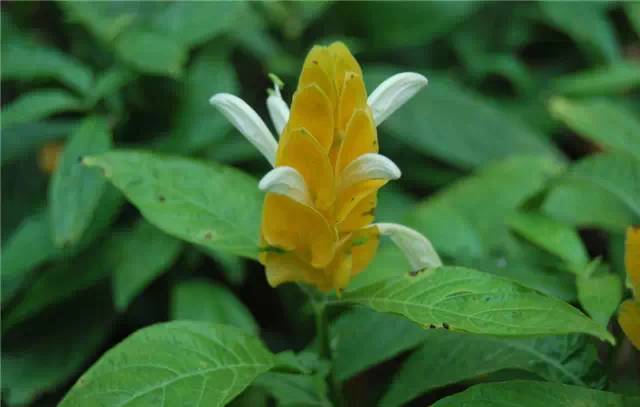 农村常见的100种植物,100种常见草本植物