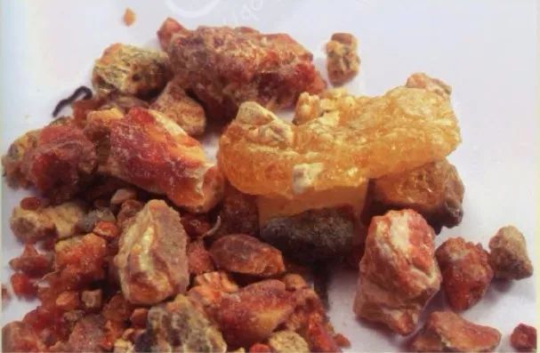 精品推荐｜有树，生脂膏极香烈，涂尸千余年不朽……