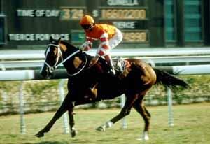 平凡?非凡!低价购入的首匹十连捷全才马王