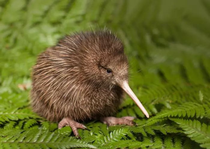 新西兰麦卢卡蜂蜜15+是什么意思,新西兰麦卢卡蜂蜜润喉糖500克