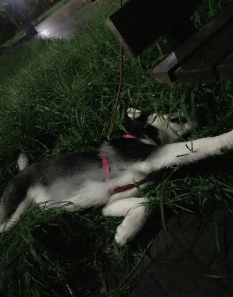 哈士奇半夜叫是怎么了,哈士奇叫唤一晚上怎么回事
