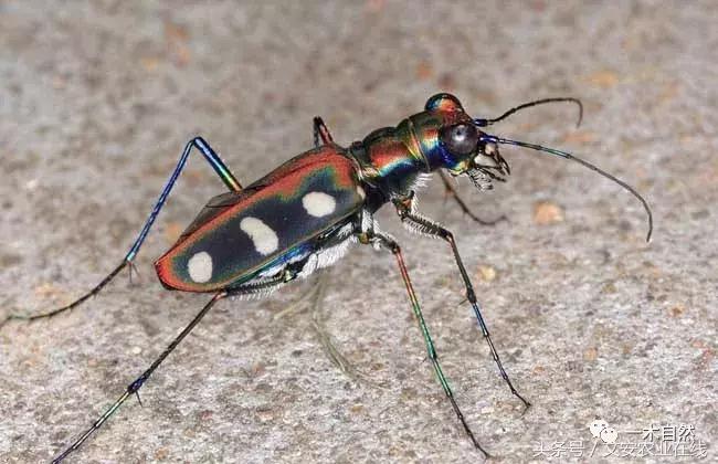 秋天昆虫图谱大全,室内常见昆虫图谱