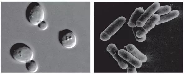 造酒，酿醋，拿诺奖：“下得了厨房上得了厅堂”的神奇酵母