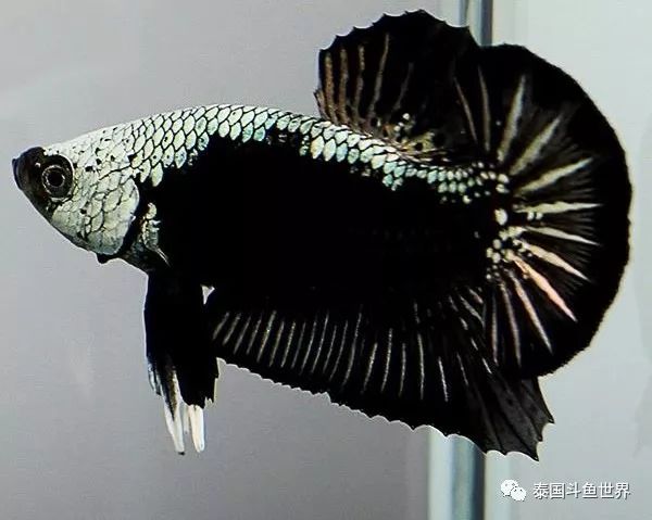 黑龙将军斗鱼,泰国斗鱼蓝黑将军