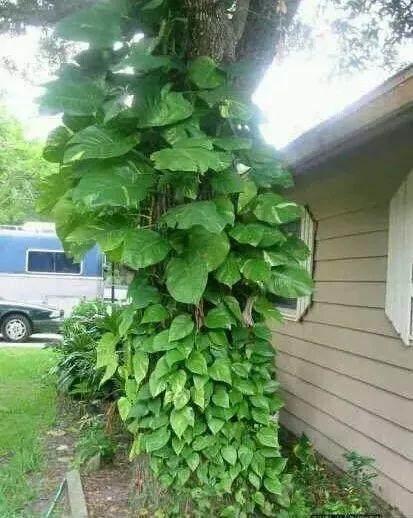 养花的知识大全及养护方法,学会这几个养花小技巧