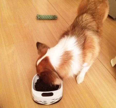 狗狗总是吃骨头好吗,狗狗总吃同一种狗粮会吃腻么