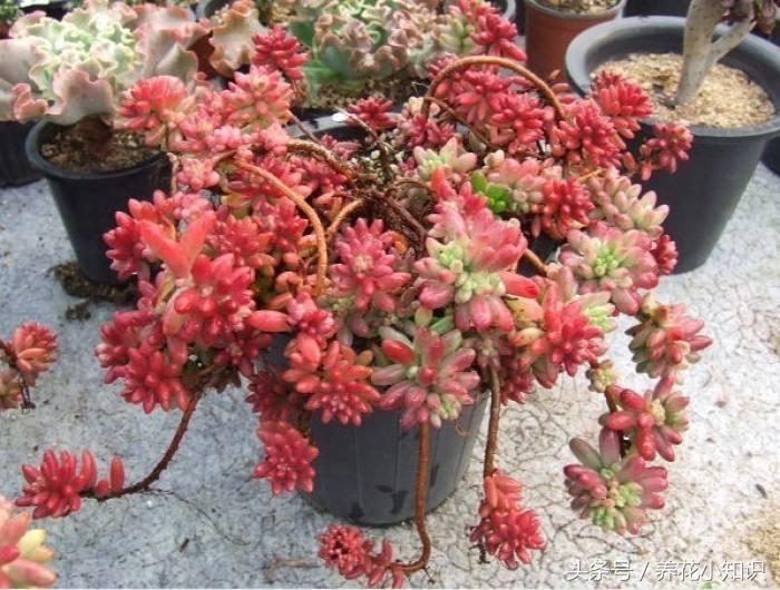 盆栽牡丹冬季可以自然越冬吗,绣球冬季怎样修剪和保护才能越冬