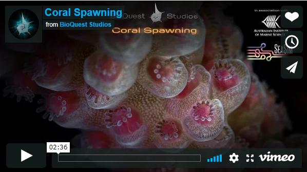 珊瑚产卵,海缸珊瑚产卵大爆发