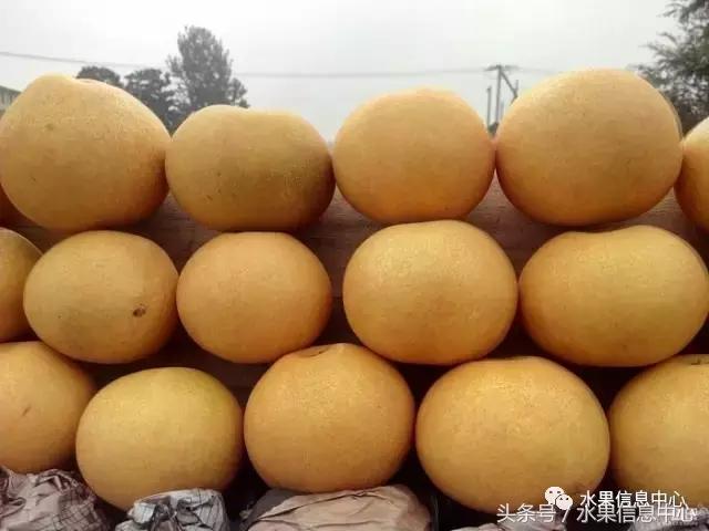 什么品种的梨子又大又甜水分又多,水果梨子产地