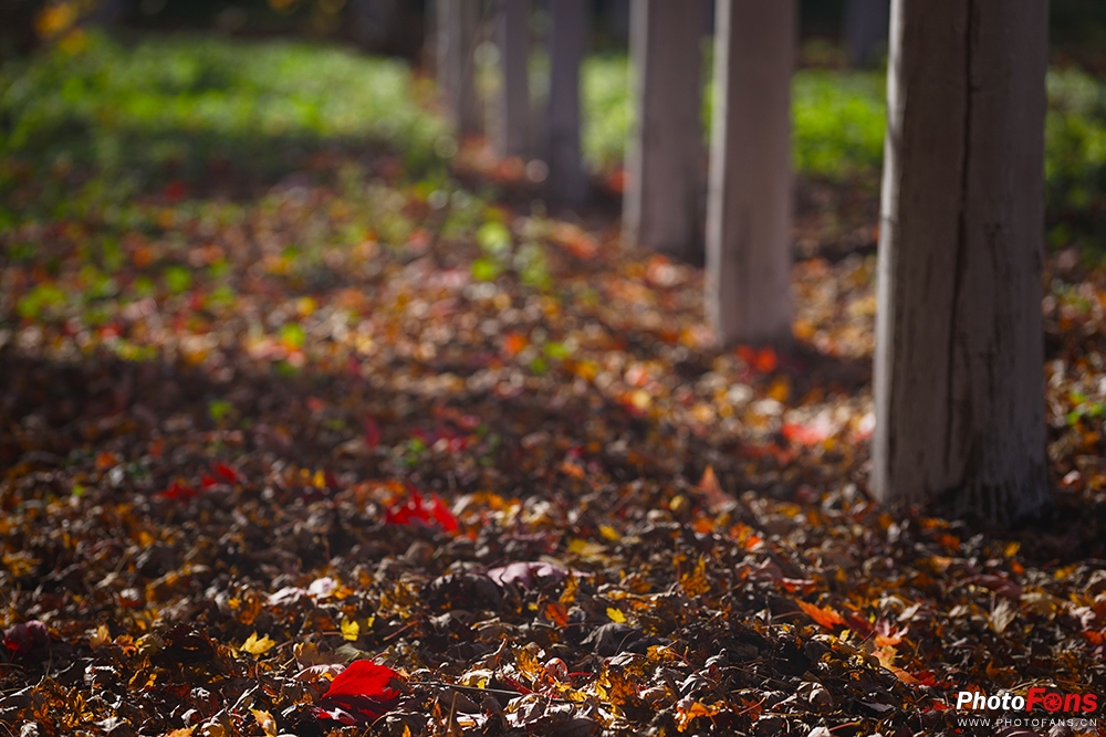 佳能eos800d摄影视频,佳能eos800d拍出来是黑白的