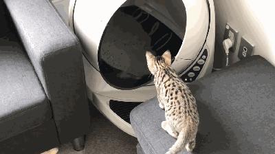 养猫如何不铲屎,什么猫不用铲屎呢