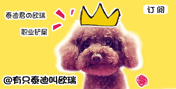 小男孩的最佳足球玩伴竟是一只喵星人！