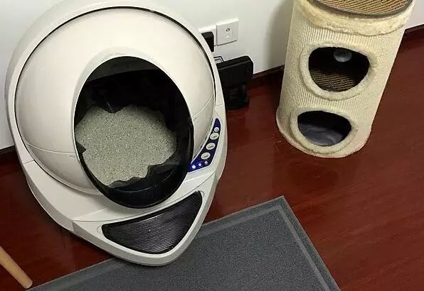 养猫如何不铲屎,什么猫不用铲屎呢