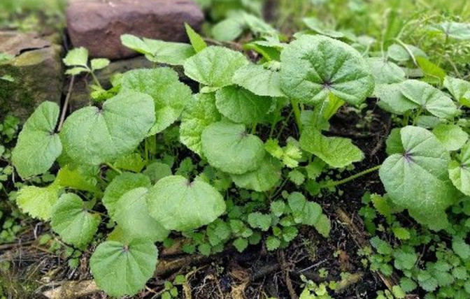 农村这“菜”说来也奇怪，天气越冷长得越好，种一次可摘很多次