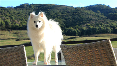 养银狐犬有什么注意事项,银狐犬的正确饲养方法