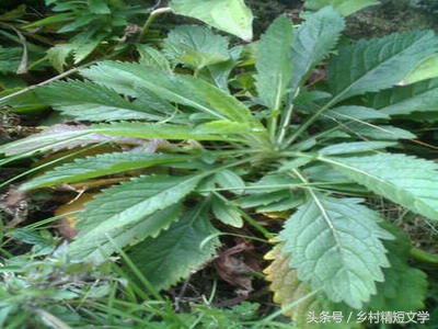 第26期：蛇医（原创精品）