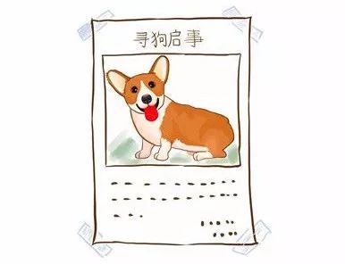 狗狗丢了怎么用互联网找,狗狗丢了12天了应该怎么找