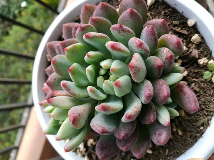 给多肉保暖,多肉花盆里长出蘑菇怎么办