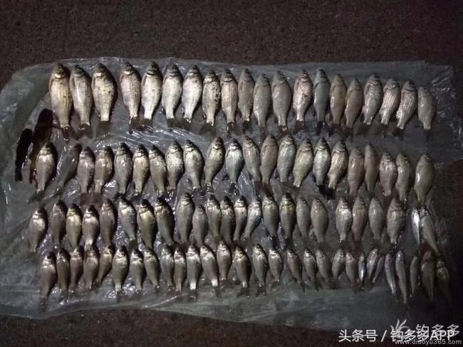 学钓鱼没点狠劲还真不行,鱼竿教学入门零基础野钓