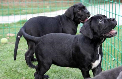 卡斯罗犬幼犬的正确喂养方法,卡斯罗犬的正确喂养方法