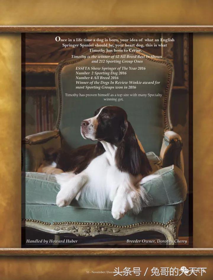 akc最受欢迎犬种排名,akc将犬种分为七个组别分别是