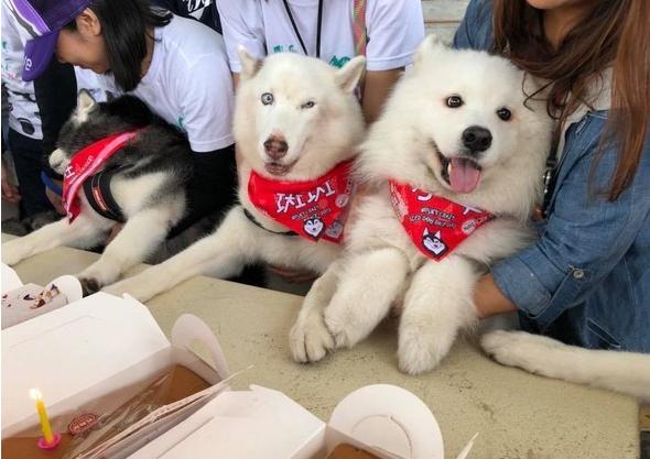 雪橇犬哈士奇比赛,雪橇竞速哈士奇